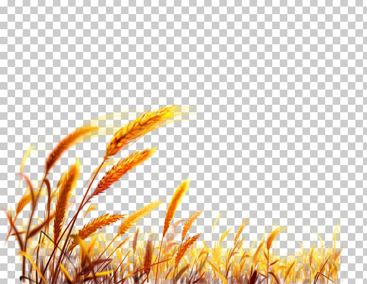 Wheat Desktop Harvest PNG, Clipart, Bumper, Cereal, Chine, Chinese Border, Chinese Dragon Free PNG Download