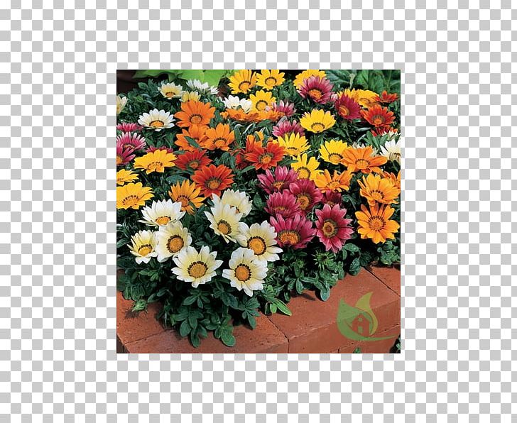 Gazania Rigens Flower Seed Annual Plant Common Daisy PNG, Clipart, Annual Plant, Chrysanths, Common Daisy, Cut Flowers, Dahlia Free PNG Download