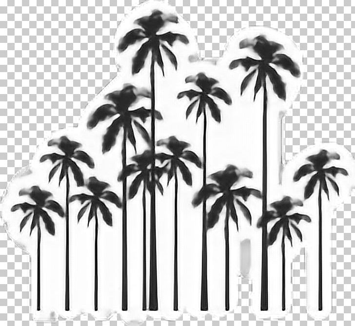 Zazzle Paper Tree Black And White PNG, Clipart, Arecales, Black And White, Borassus Flabellifer, Color, Colored Pencil Free PNG Download