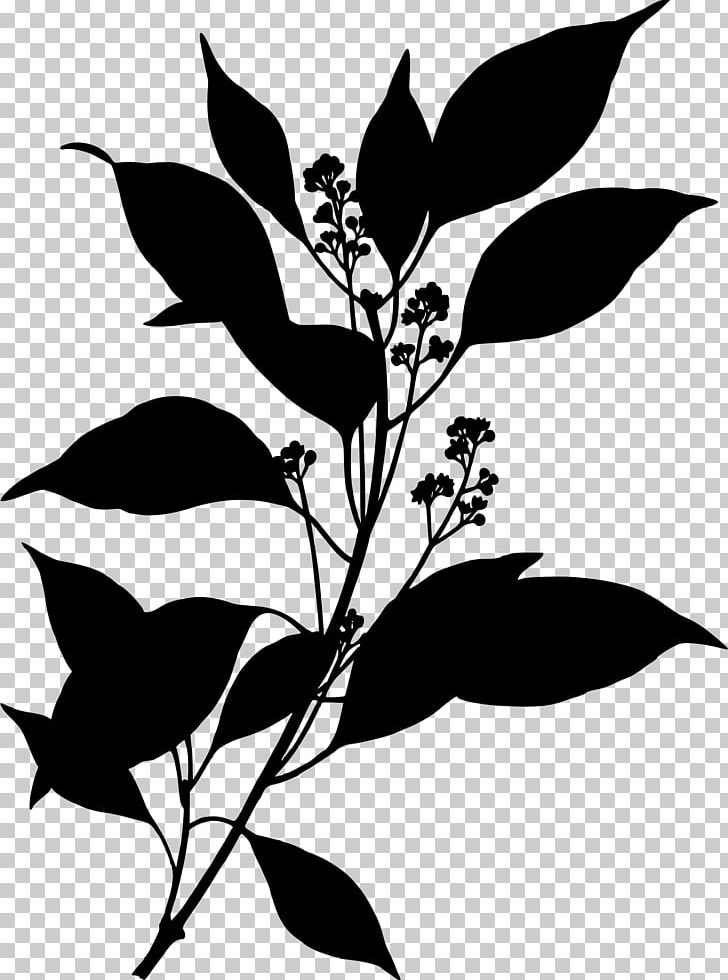 Camphor Tree Köhler's Medicinal Plants Chinese Cinnamon Cinnamomum Verum PNG, Clipart,  Free PNG Download