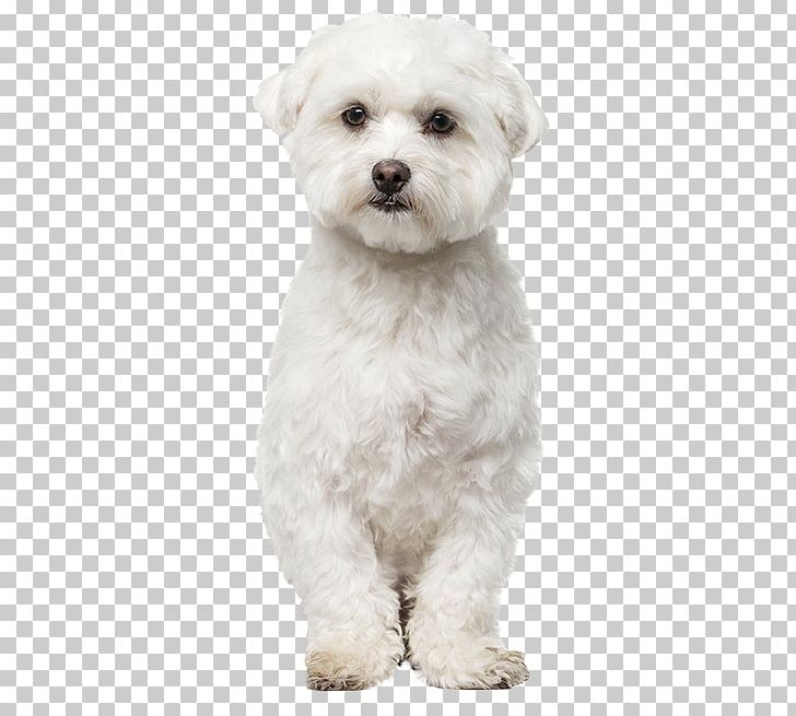 Maltese Dog Bichon Frise Havanese Dog Bolognese Dog Bolonka PNG, Clipart, Bic, Bichon, Bolognese Dog, Carnivoran, Companion Dog Free PNG Download