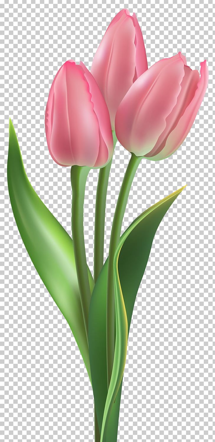 How to Draw a Tulip | HowStuffWorks