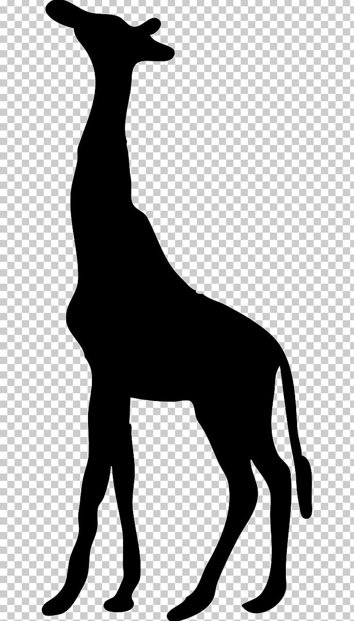 Wall Decal Sticker Okapi PNG, Clipart, Black And White, Chile, Decal, Decorative Arts, Deer Free PNG Download
