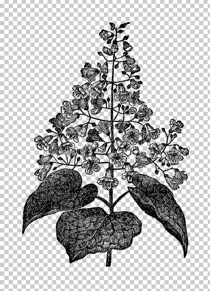 Black And White Botany Botanical Illustration PNG, Clipart, Black And White, Botanical Illustration, Botany, Branch, Christmas Decoration Free PNG Download