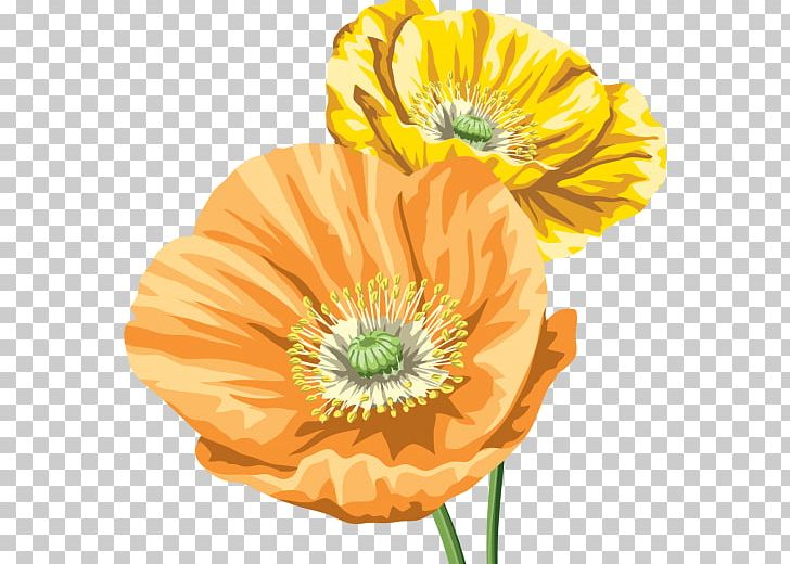 Common Poppy PNG, Clipart, Cicek, Cicek Resimleri, Common Poppy, Cut Flowers, Download Free PNG Download