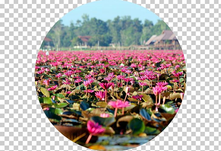 Krabi Province Phuket Province Thale Noi Waterfowl Reserve Ko Lipe PNG, Clipart, Bird, Flora, Flower, Flowering Plant, Ko Lipe Free PNG Download