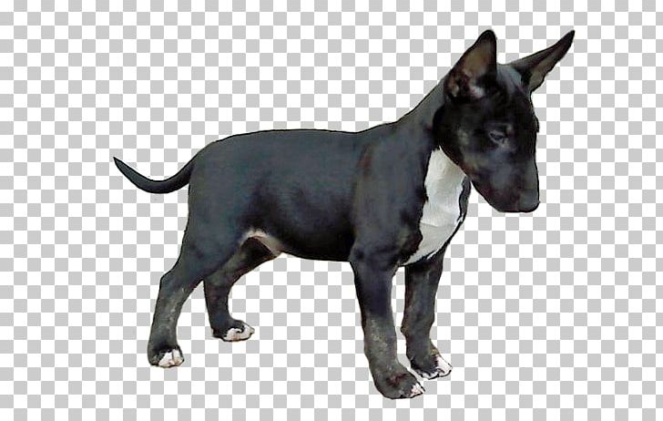Old English Terrier Staffordshire Bull Terrier American Pit Bull Terrier PNG, Clipart, American Pit Bull Terrier, American Staffordshire Terrier, Breed, Bull Terrier, Carnivoran Free PNG Download