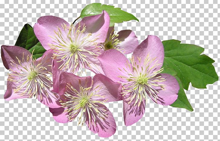 Anemone Clematis Love And Sex With Robots PNG, Clipart, Artificial Intelligence, Clematis, Download, Flower, Flowering Plant Free PNG Download