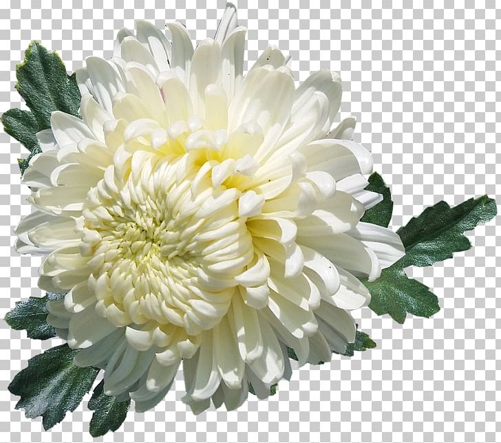 White Chrysanthemum Flower Oxeye Daisy Desktop PNG, Clipart, Annual Plant, Aster, Chamaemelum Nobile, Chrysanthemum, Chrysanths Free PNG Download