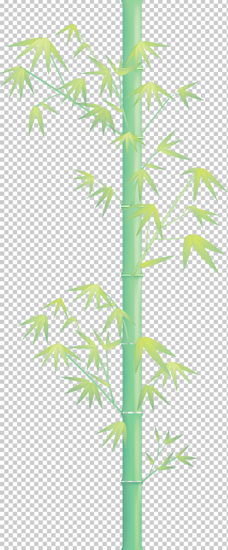 Bamboo Leaf PNG, Clipart, Bamboo, Branch, Flower, Grass, Hemp Family Free PNG Download
