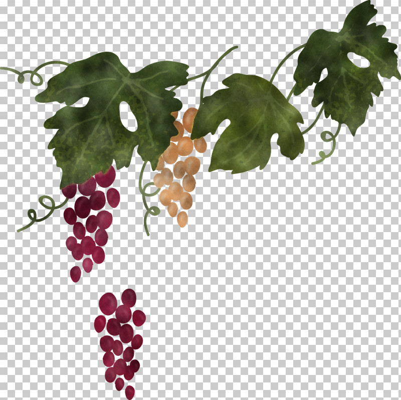 Spanish Food Spanish Cuisine PNG, Clipart, Biology, Grape, Grape Leaves, Grapevines, Leaf Free PNG Download
