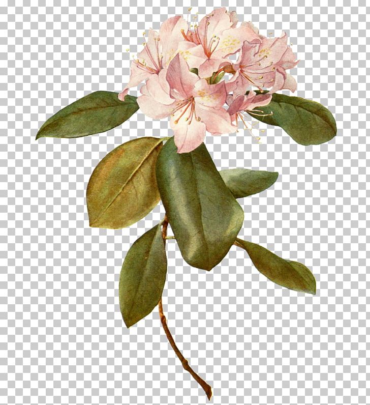 Botany Flower Botanical Illustration Paper Rose PNG, Clipart, Art, Azalea, Blossom, Botanical Illustration, Botany Free PNG Download