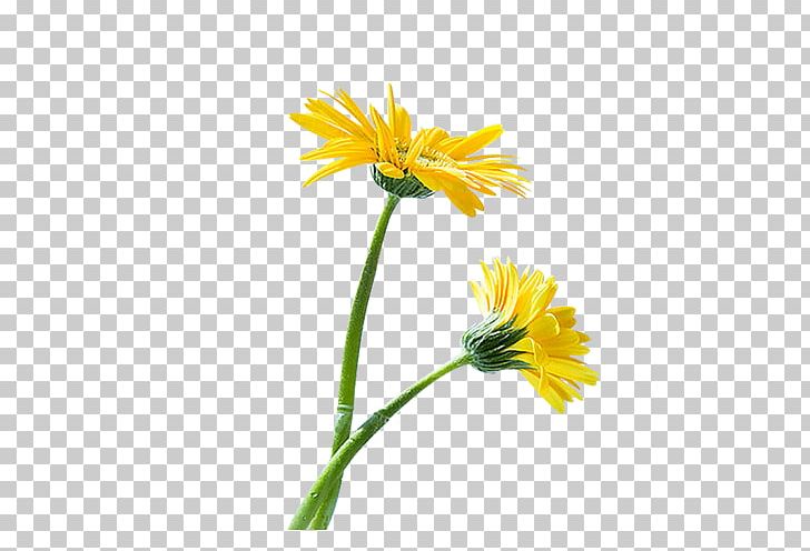 Common Sunflower Euclidean PNG, Clipart, Chrysanths, Daisy Family, Encapsulated Postscript, Flower, Flowers Free PNG Download