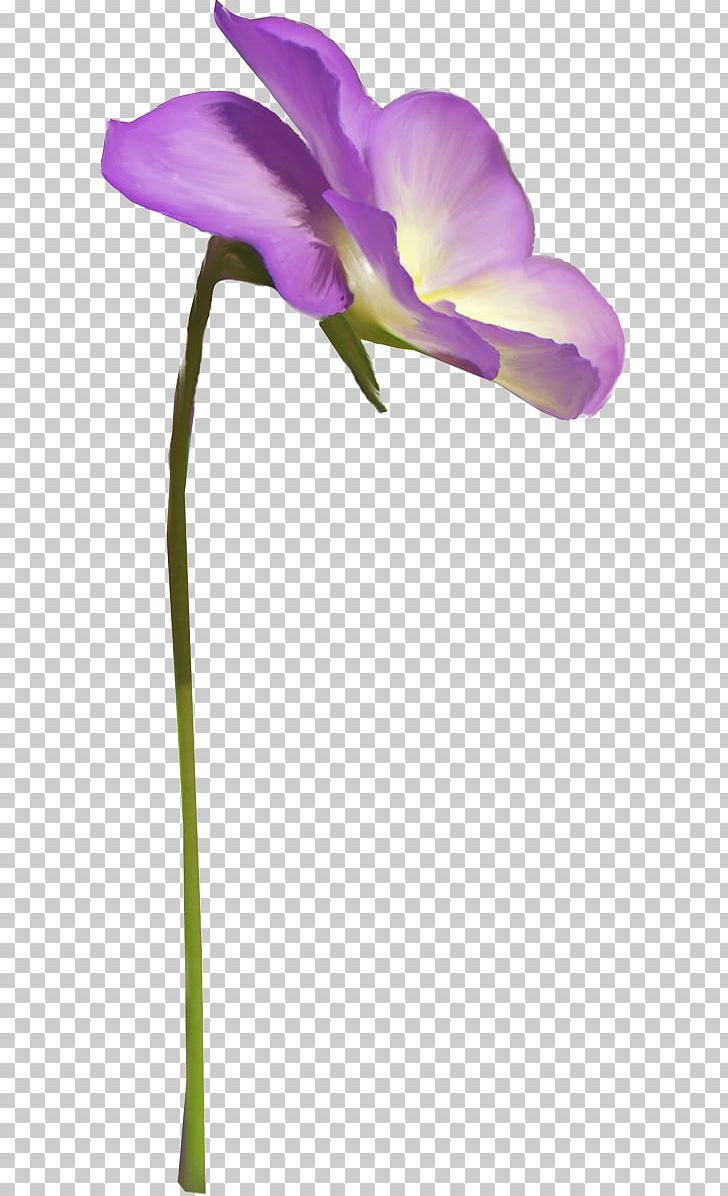 Moth Orchids Cut Flowers Plant Stem Herbaceous Plant PNG, Clipart, Cut Flowers, Flora, Flower, Flowering Plant, Iris Free PNG Download