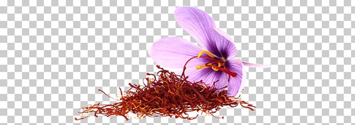 Saffron Mulled Wine Paella Spanish Cuisine Iranian Cuisine PNG, Clipart, Branch, Bulb, Cracker, Crocus, Cut Flowers Free PNG Download
