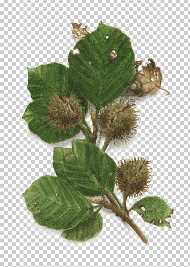 Tree European Beech Beechnut Fagus Grandifolia Leaf PNG, Clipart, Autumn, Beechnut, Bout, Death, Drawing Free PNG Download