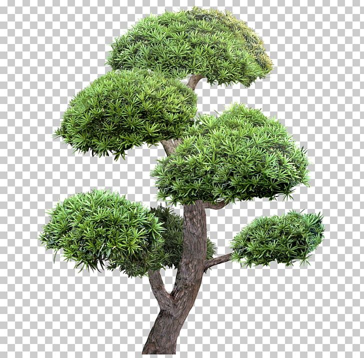 Tree Landscape Garden PNG, Clipart, Blog, Bonsai, Data, Download, Evergreen Free PNG Download