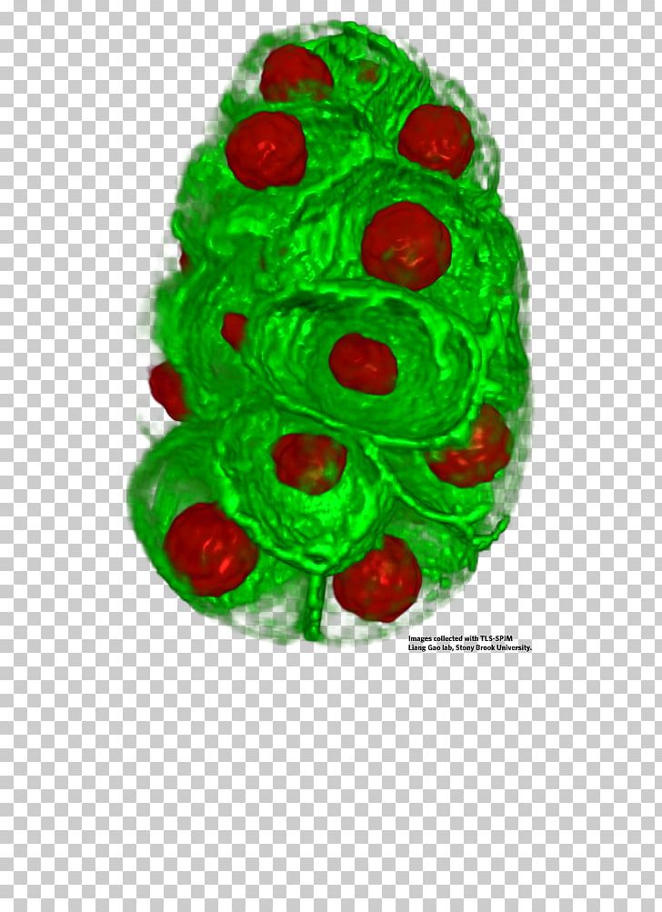 Cell Biology FEI Company Amira PNG, Clipart, 3d Model Home, Amira, Biology, Cell, Cell Biology Free PNG Download