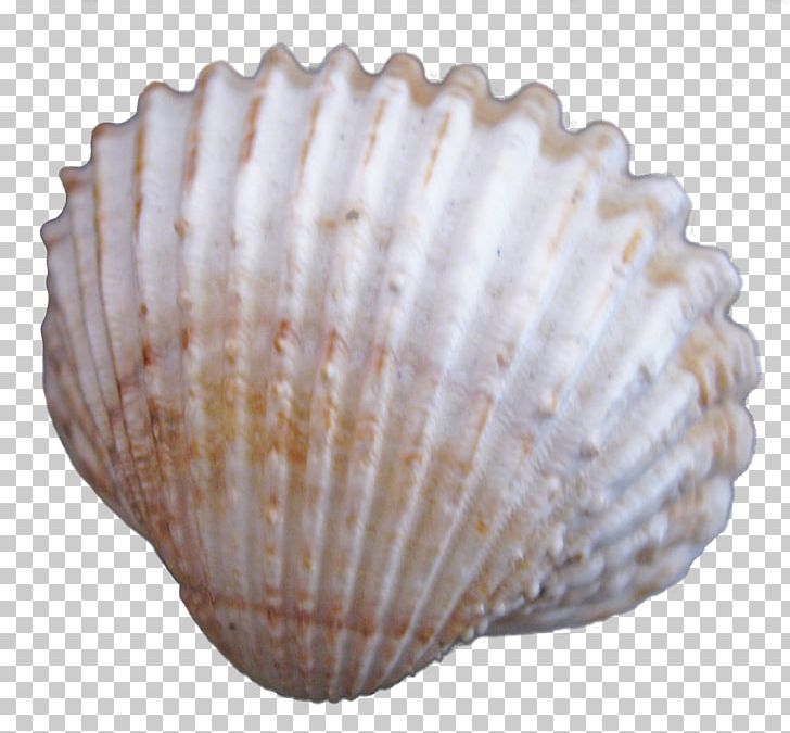 Cockle Seashell PNG, Clipart, Animals, Beautiful, Beautiful Shells, Clam, Creative Ads Free PNG Download