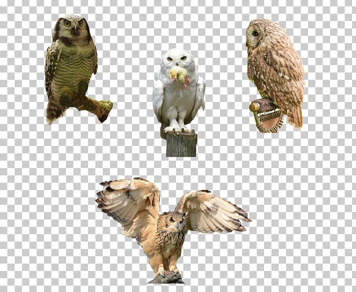 Eurasian Eagle-owl Bird Of Prey Beak PNG, Clipart, Animal, Animals, Beak, Bird, Birdofparadise Free PNG Download
