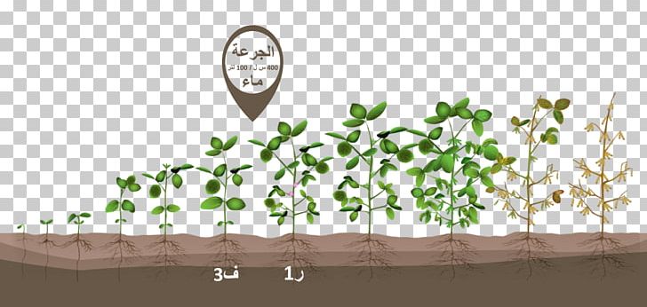 Growing Soybeans Green Bean Corn PNG, Clipart, Agronomy, Bean, Branch, Corn, Crop Free PNG Download