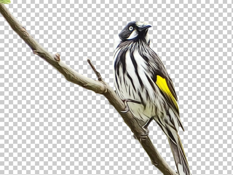 Feather PNG, Clipart, Beak, Branching, Cuckoos, Feather, Finches Free PNG Download