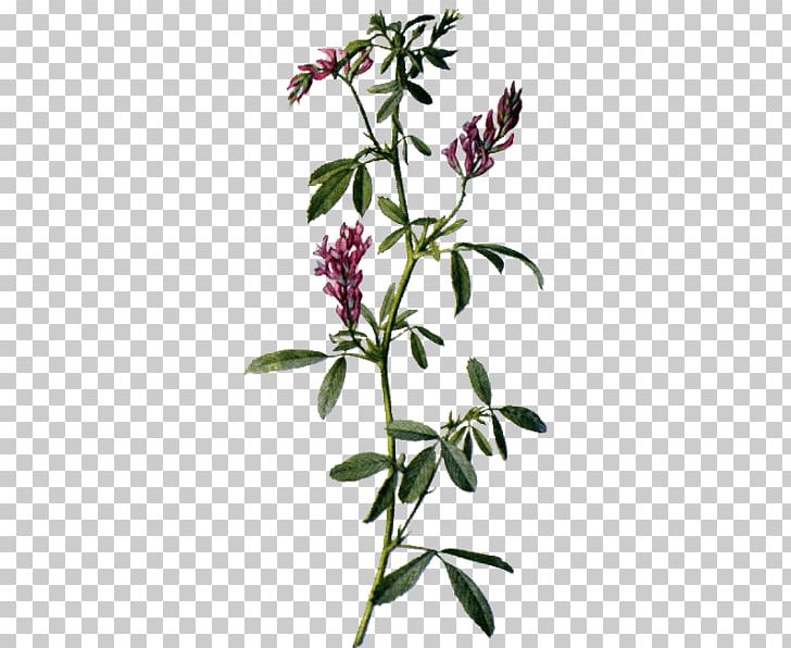 Alfalfa Sativum Medicinal Plants Flower PNG, Clipart, Alfalfa, Botany, Branch, Ecommerce, Flora Free PNG Download