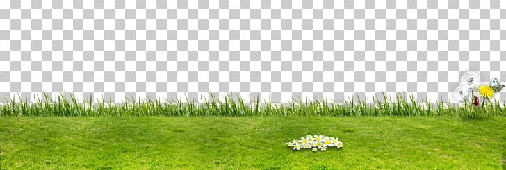 Artificial Turf Grassland Flora Ecosystem Lawn PNG, Clipart, Background, Background Green, Energy, Field, Football Field Free PNG Download