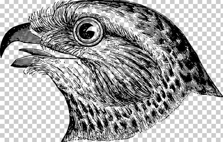 Draw Birds PNG, Clipart, Animals, Artwork, Beak, Bird, Bird Feeders Free PNG Download