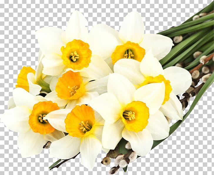 The Secret Language Of Flowers Daffodil Desktop White PNG, Clipart, Amaryllis Family, Cattleya, Cut Flowers, Dendrobium, Download Free PNG Download
