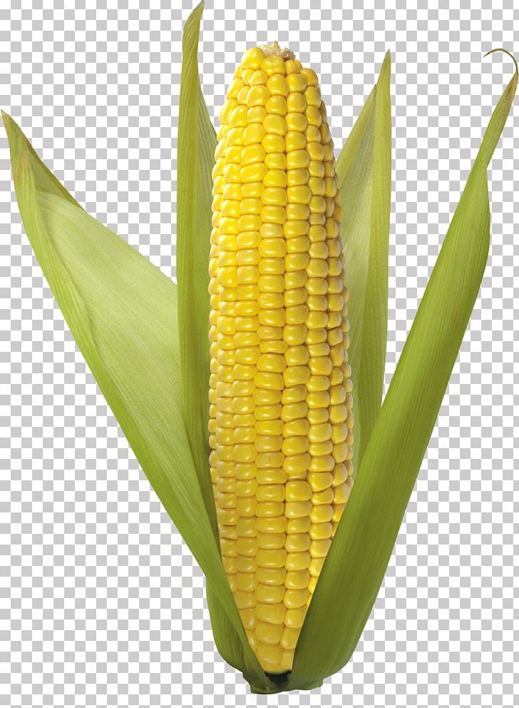 Corn On The Cob Maize Popcorn PNG, Clipart, Cartoon Corn, Clipping Path, Commodity, Corn, Corn Cartoon Free PNG Download