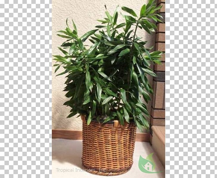 Houseplant Flowerpot Dracaena Reflexa Herb PNG, Clipart, Bromelia, Dracaena Reflexa, Evergreen, Flowerpot, Herb Free PNG Download