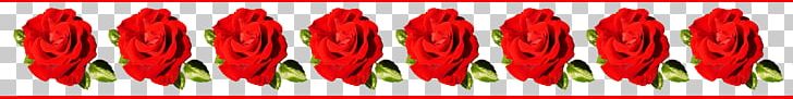 Rose Pink Flowers PNG, Clipart, Border, Border Frame, Certificate Border, Clip Art, Closeup Free PNG Download