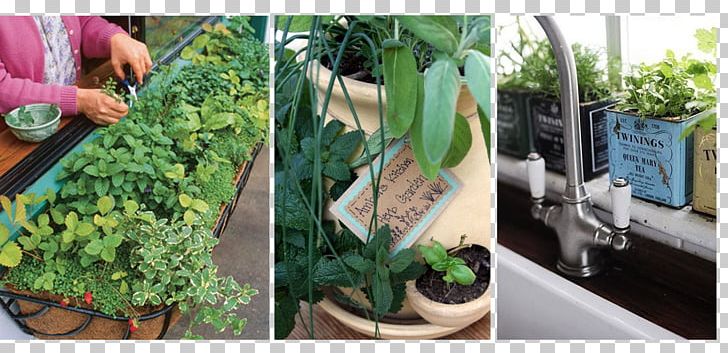 Window Box Market Garden Grow Herbs PNG, Clipart, Box, Dia Das Matildees, Fines Herbes, Flower Box, Flowerpot Free PNG Download
