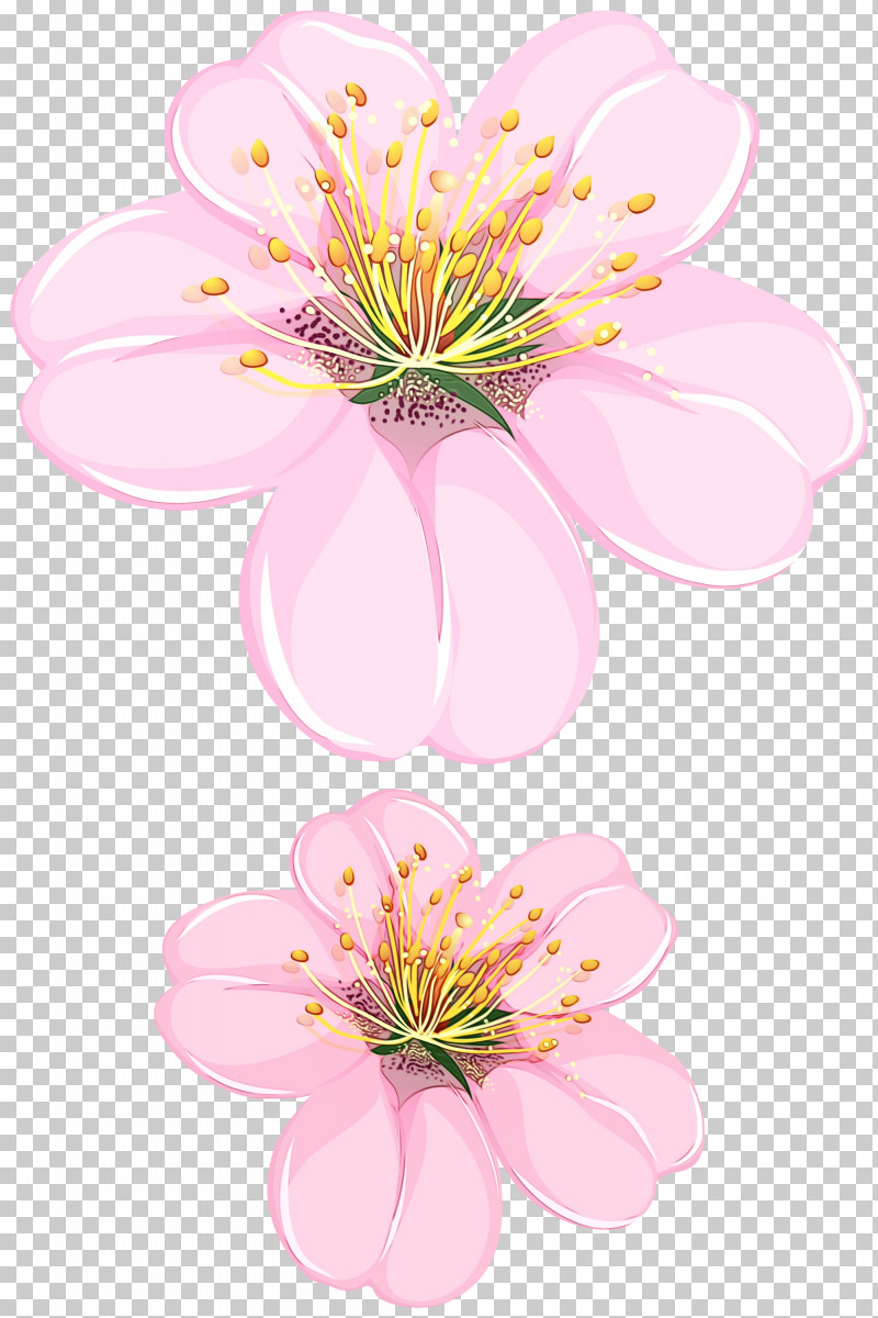 Floral Design PNG, Clipart, Biology, Cherry Blossom, Cut Flowers, Floral Design, Flower Free PNG Download