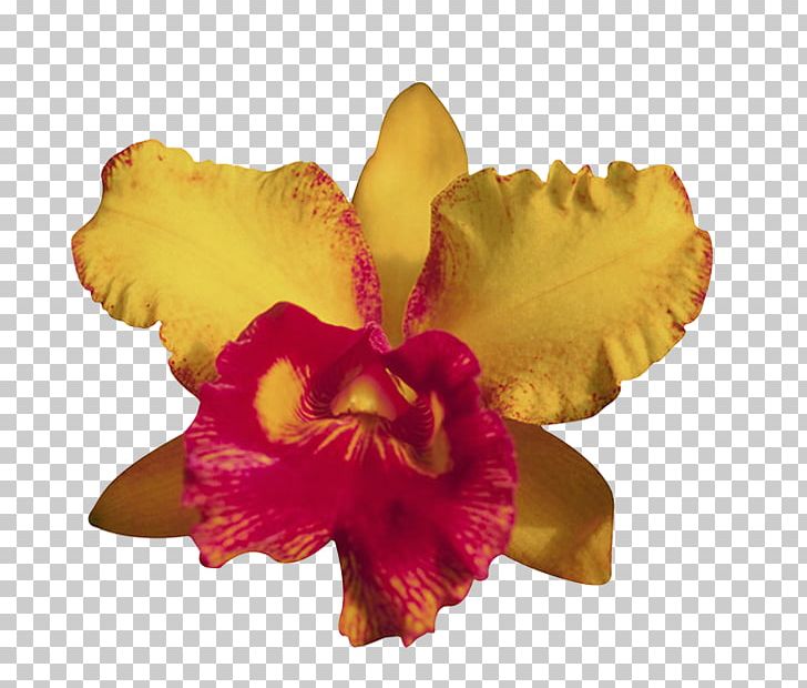 Moth Orchids Flower Cattleya Orchids PNG, Clipart, All The Things You Are, Cattleya Orchids, Columbine, Cut Flowers, Digital Printing Free PNG Download