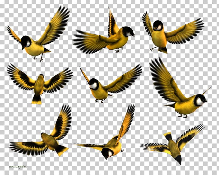 Bird Beak Finches Wing PNG, Clipart, Animals, Beak, Bird, Download, Fauna Free PNG Download