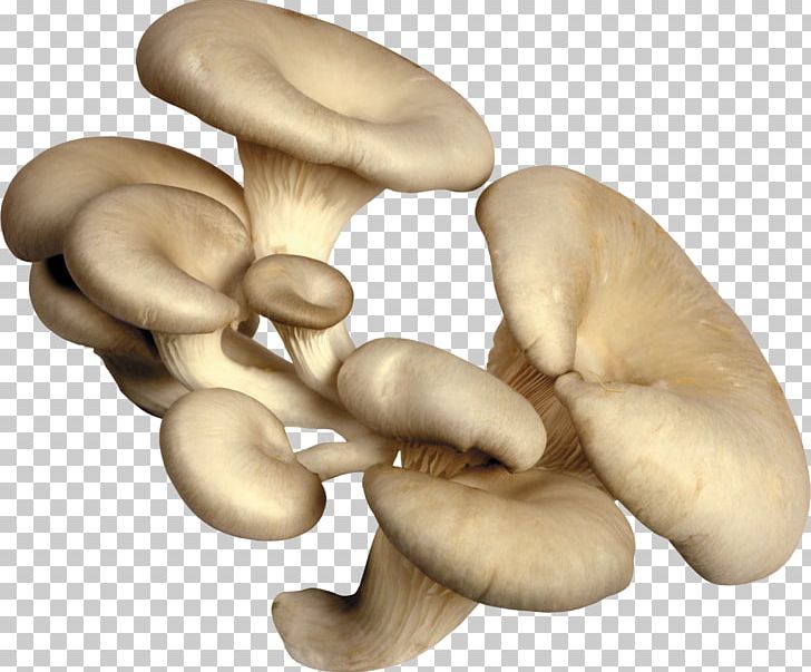 Fungus Oyster Mushroom Edible Mushroom Mycelium PNG, Clipart, Agaricaceae, Agaricus, Agaricus Campestris, Aspen Mushroom, Boletus Edulis Free PNG Download