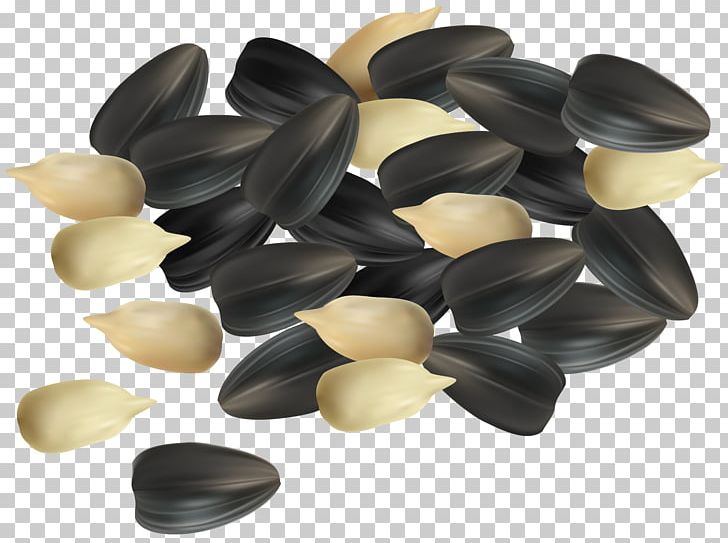 Sunflower Seed Common Sunflower Acorn PNG, Clipart, Acorn, Bean, Blog, Clip Art, Clipart Free PNG Download