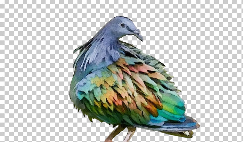 Feather PNG, Clipart, Beak, Biology, Feather, Landfowl, Paint Free PNG Download