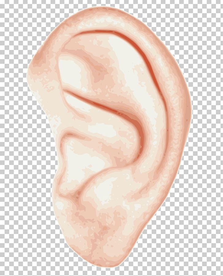 Ear Anatomy Human Body Homo Sapiens PNG, Clipart, Anatomy, Cauliflower Ear, Chin, Clip Art, Closeup Free PNG Download