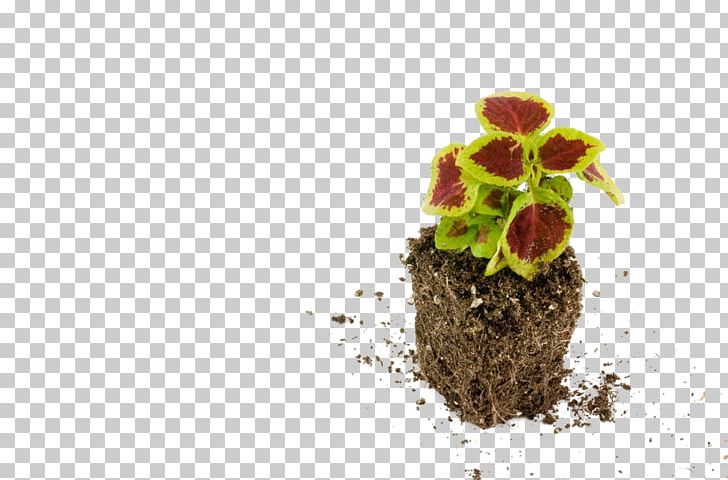 Stock Photography Alamy Fine-art Photography PNG, Clipart, 1000000, Alamy, Art, Coleus, Color Free PNG Download
