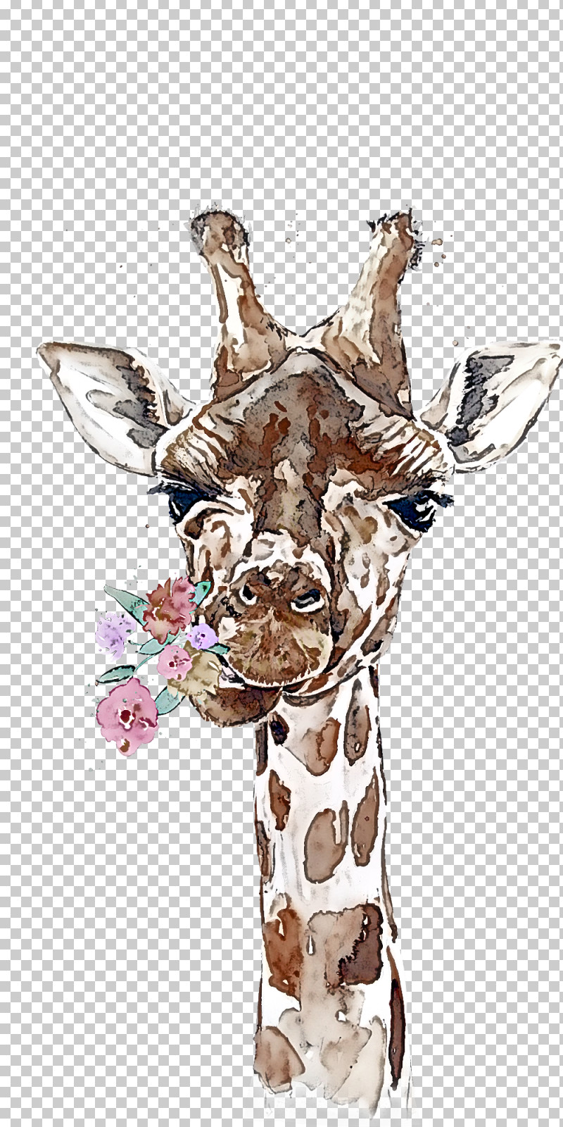 Giraffe Giraffidae Head Snout Wildlife PNG, Clipart, Giraffe, Giraffidae, Head, Snout, Wildlife Free PNG Download