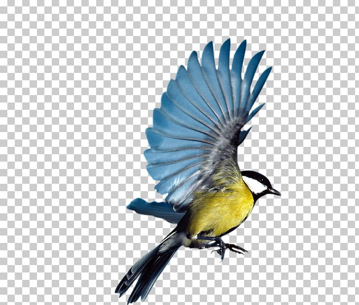 Bird Eurasian Magpie Flight Parrot PNG, Clipart, Advertising, Beak, Bird, Bird Cage, Bird Flight Free PNG Download
