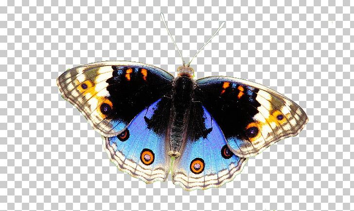 Brush-footed Butterflies Butterfly Gossamer-winged Butterflies Oh Farms Moth PNG, Clipart, Arthropod, Brush Footed Butterfly, Butterfly, Insect, Invertebrate Free PNG Download