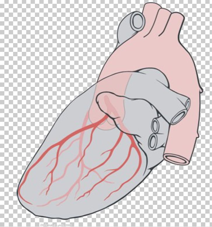 Circumflex Branch Of Left Coronary Artery Heart Coronary Arteries PNG, Clipart, Anatomy, Aorta, Arm, Coronary Arteries, Coronary Circulation Free PNG Download