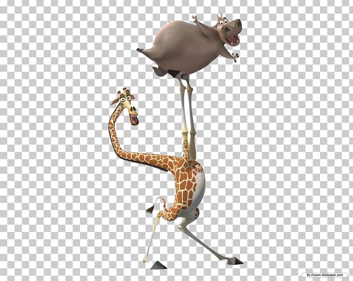 Melman Gloria Alex Marty Madagascar PNG, Clipart, Alex, Animals, Drawing, Dreamworks Animation, Fauna Free PNG Download
