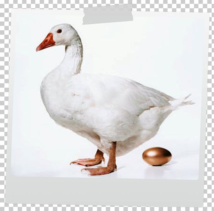 The Goose That Laid The Golden Eggs Duck Greylag Goose Roast Goose PNG, Clipart, Animals, Beak, Bird, Branta, Canada Goose Free PNG Download