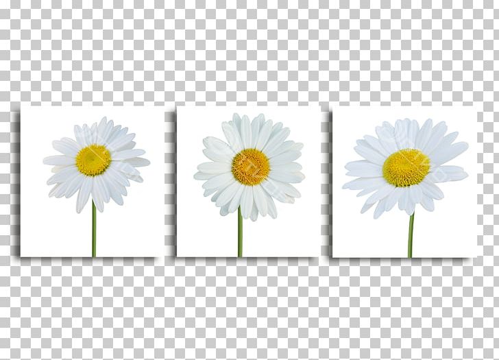 Common Daisy Oxeye Daisy Transvaal Daisy Cut Flowers Petal PNG, Clipart, Common Daisy, Cut Flowers, Daisy, Daisy Family, Flower Free PNG Download