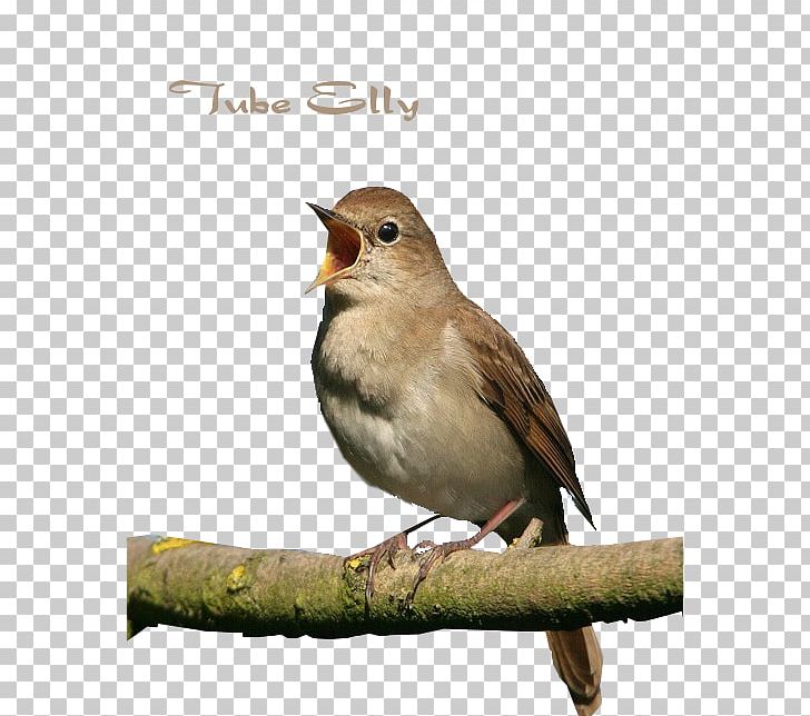 Common Nightingale Bird Ode To A Nightingale Thrush Nightingale PNG, Clipart, Animals, Beak, Bird, Bird Vocalization, Birdwatching Free PNG Download
